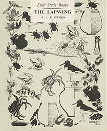 The Lapwing