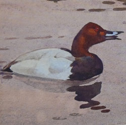 Ennion Exhibitions