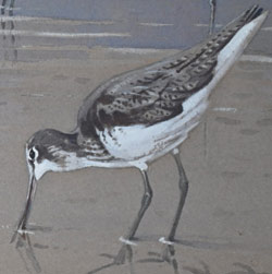 Ennion Exhibitions