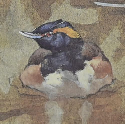 Ennion Exhibitions