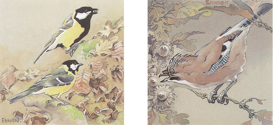 Great Tit and Jay